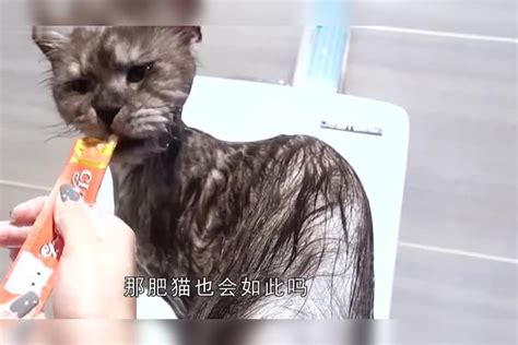 主人嫌弃猫咪太胖，强迫小家伙跑步减肥，猫咪：我不胖我这是壮！ 猫咪 减肥 小家伙