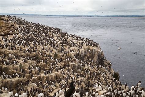 Large Nesting Seabird Colony Stock Photo - Image of island, natural ...