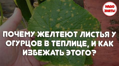 Почему желтеют листья у огурцов в теплице, и как избежать этого? - YouTube