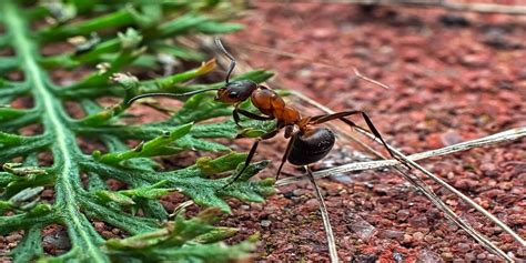 Understanding the Role of Ants in Your Garden Ecosystem