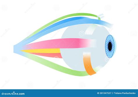 Extraocular Muscles Anatomy Vector Illustration CartoonDealer