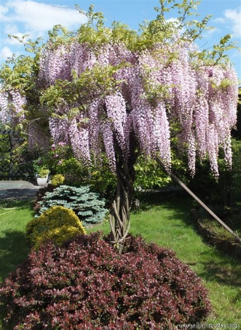 Glicynia Japońska Wisteria Floribunda Rosea Jadwiga Barteczko