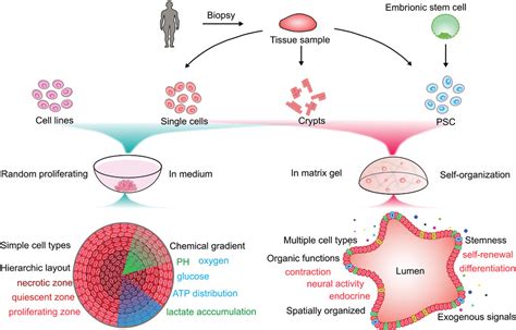 Advances In Spheroids And Organoids On A Chip Fang 2023 Advanced