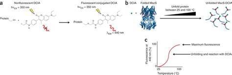 Schematic Diagram Of The Thermofluor Assay A Reaction Of Dcia With