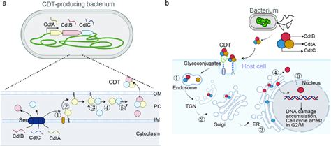 Cdt Production Assembly And Trafficking A The Cdta Cdtb And Cdtc