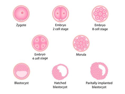 Human Zygote Development