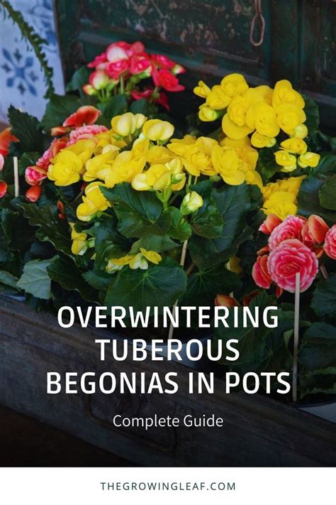 Overwintering Tuberous Begonias In Pots Complete Guide In 2024