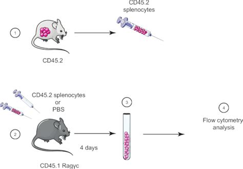 Video Adoptive Cell Transfer Technique