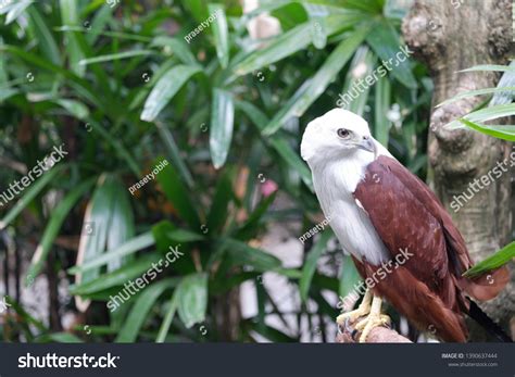 javanese eaglewhite eaglefalconnisaetus bartelsi elang jawa stock photo