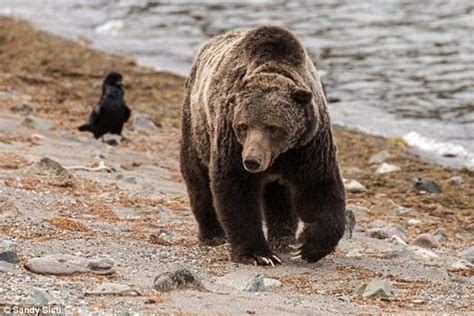 Scarface The 25 Year Old Giant Grizzly Bear From Yellowstone Shot Dead