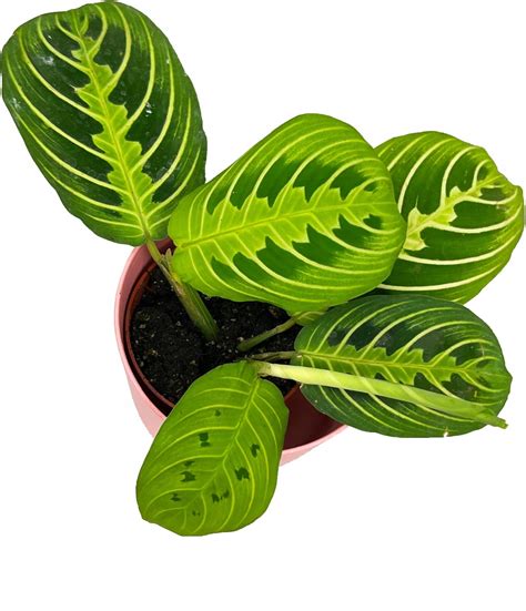 Maranta Lemon Lime Kolekcjonerski Maluszek - Ceny i opinie - Ceneo.pl