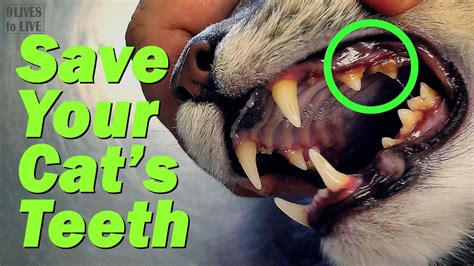 How To Keep Your Cat S Teeth Healthy Did I Cause My Cat S Tartar