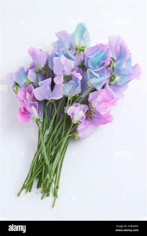 Bunch Sweet Peas Overhead Hi Res Stock Photography And Images Alamy