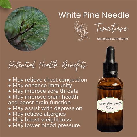 White Pine Needle Tincture Kingdom Come Home