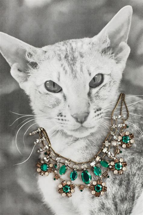 Cat Jewelry Fall Necklace Bracelet Ring Trends Cat Jewelry Cat