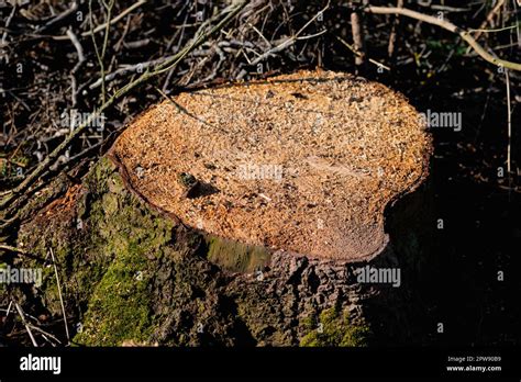 Troncos de árboles cortados abeto muerto para producir biomasa escena