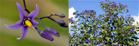 24 Purple Wildflowers In California Id Guide Bird Watching Hq