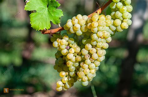 Weiße Weinrebe Vitis vinifera Bild bestellen Naturbilder bei Wildlife