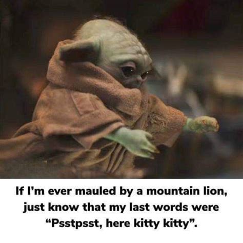 Pin By Helen Heater On Cats Yoda Funny Grumpy Cat Humor Funny