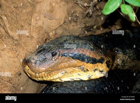 Adult Female Green Anaconda Eunectes Murinus That Had Just Eaten A