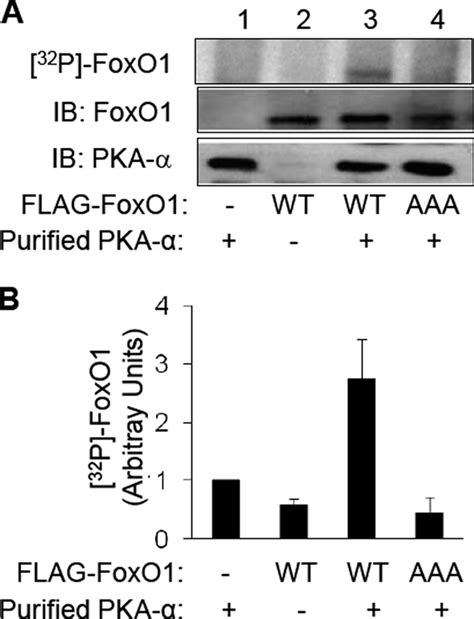 Pka Directly Phosphorylates Foxo1 In Vitro Hek293 Cells Were