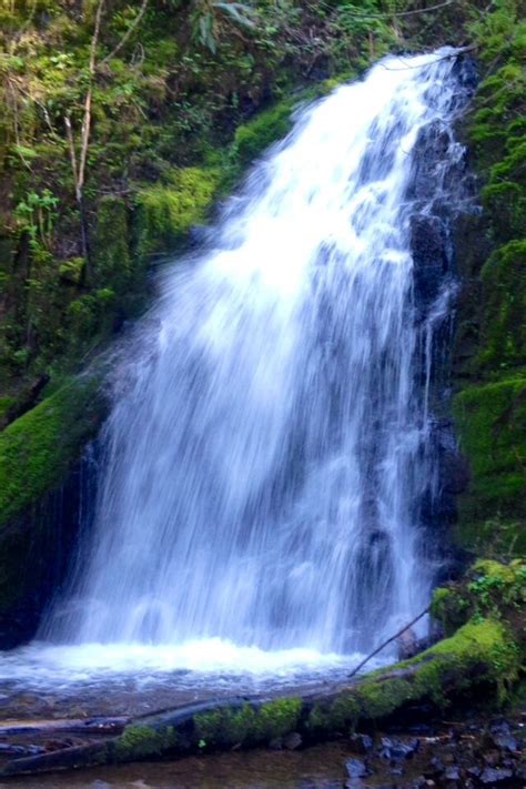 Tillamook State forest, Or 4/14 Tillamook, State Forest, Oregon Coast, Newport, Places Ive Been ...