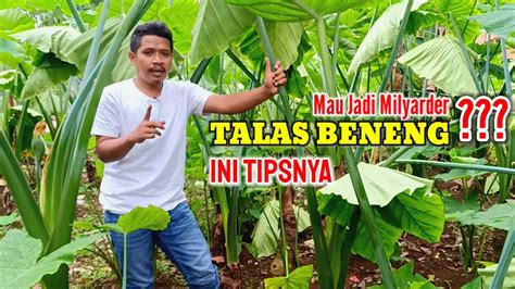 Tips Usaha Budidaya Produksi Talas Beneng Mulai Dari Kebun Sampai Ke