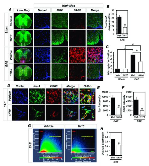 EAE Induced Demyelination And Microglia Macrophage Activation Are