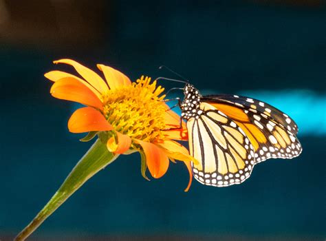 Monarch On Tithonia Sharon Lee Flickr