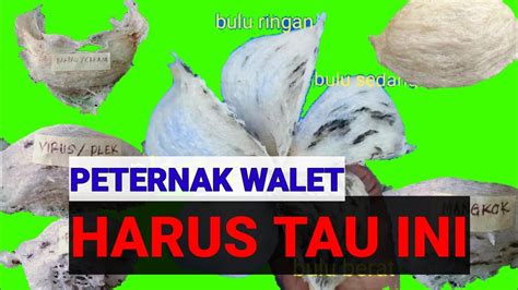 Bentuk Dan Jenis Sarang Burung Walet Harus Tau Ini Youtube