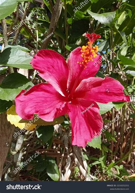 Selective Focus Red Hibiscus Malaysias National Stock Photo