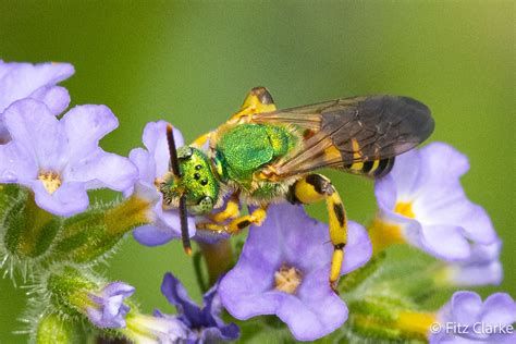 Halictidae Brown Winged Striped Sweat Bee Agapostemon Sp Flickr