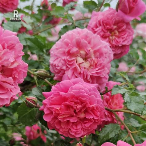 Roses ABC - Rose Christopher Marlowe