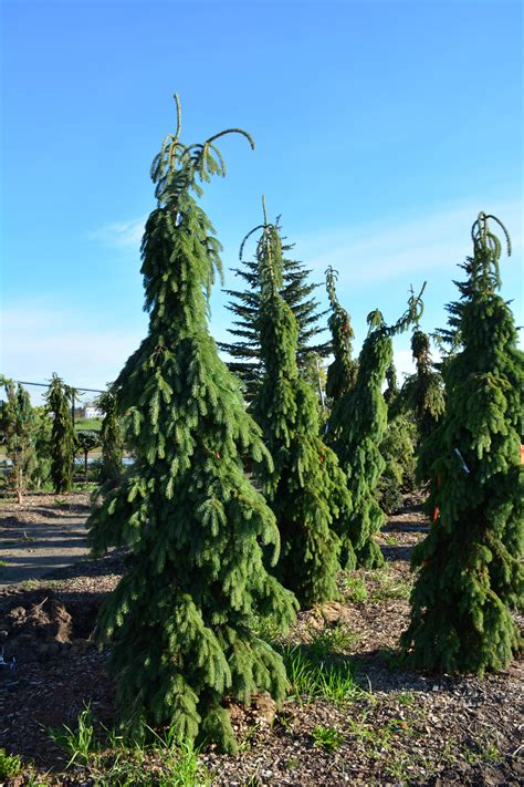 Weeping White Spruce Kiwi Nurseries Ltd