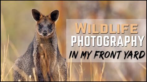 Wildlife Photography In My Front Yard - Kangaroos and Wallabies - In ...