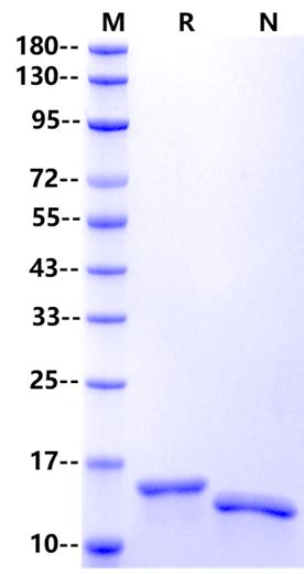 Recombinant Mouse Gm Csf Protein Absin