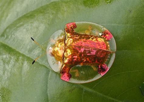 Golden Tortoise Beetle Project Noah