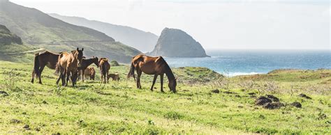 Ua Huka L Le De Polyn Sie Fran Aise O Les Chevaux Sont Rois