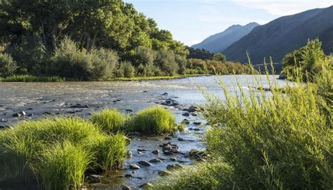 Plants Along River Banks: Erosion Prevention and Waterway Health