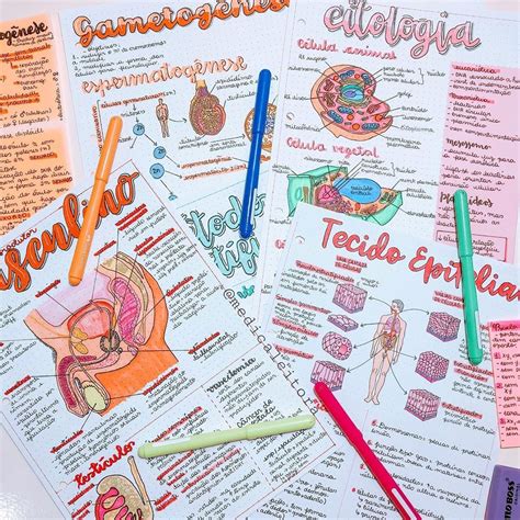 Resumo De Anatomia Humana Resumos Anatomia