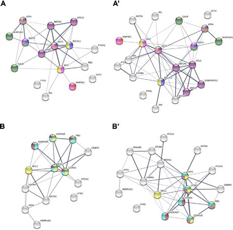 Protein Protein Interaction Networks Functional Enrichment Analysis Of Download Scientific