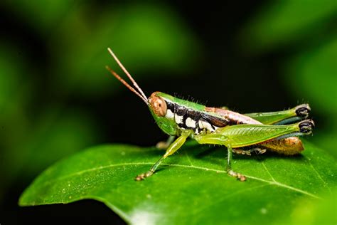 Green Grasshopper Craig Tuggy Flickr