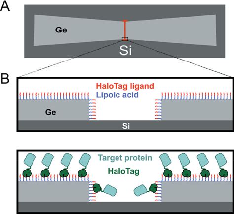 Figure From Germanium Plasmon Enhanced Resonators For Label Free