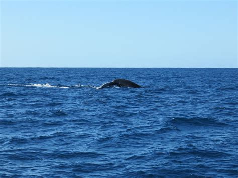 Whale One (Mooloolaba) - All You Need to Know BEFORE You Go