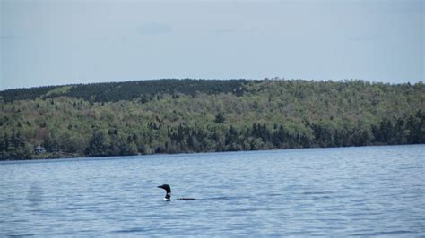 Tomcat's Outdoor Adventures: Kayaking and Camping on Moosehead Lake