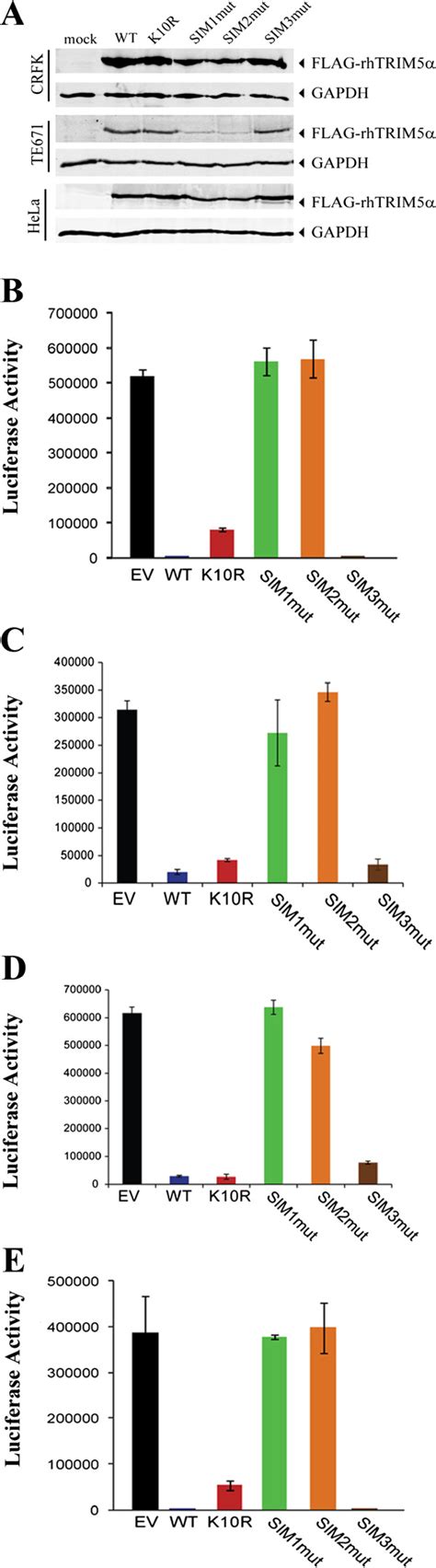 Sumo Interacting Motifs Are Important For Hiv Restriction By Rhesus