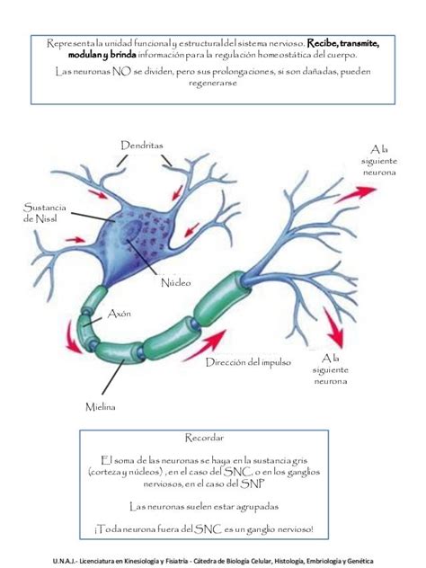 Tejido Nervioso Estructura