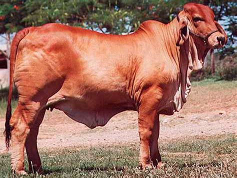 Red Dams Archives Gipsy Plains Brahmans