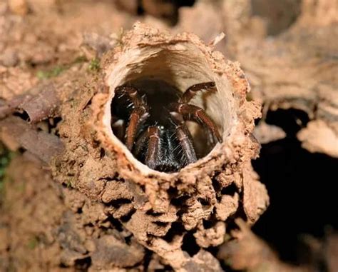 Spider Digestive System Plenty Of Room At The Bottom American