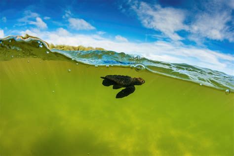 Documenting the journey of the loggerhead turtle hatchlings - World ...